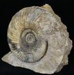Parkinsonia Dorsetensis Ammonite - England #30776-1